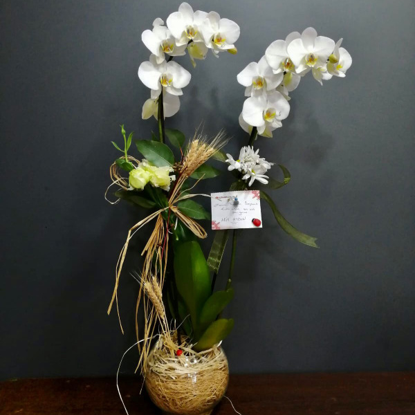 Fanus'ta Çift Dallı Beyaz Orkide Tasarımı Resim 1
