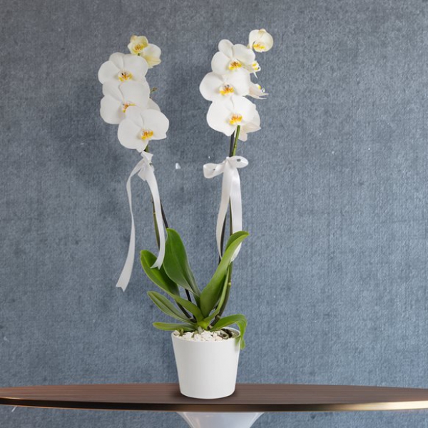 Seramik içinde Çift Dallı beyaz orkide Resim 1