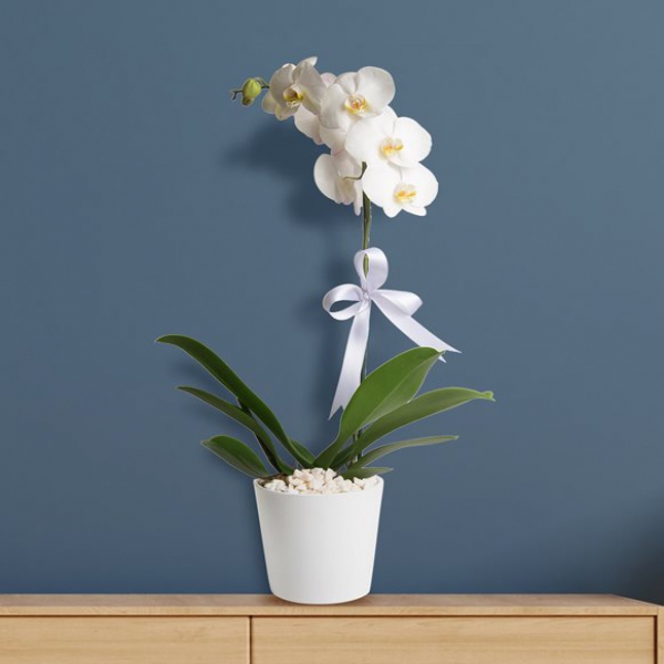 Seramik içinde tek Dallı beyaz Orkide Resim 1