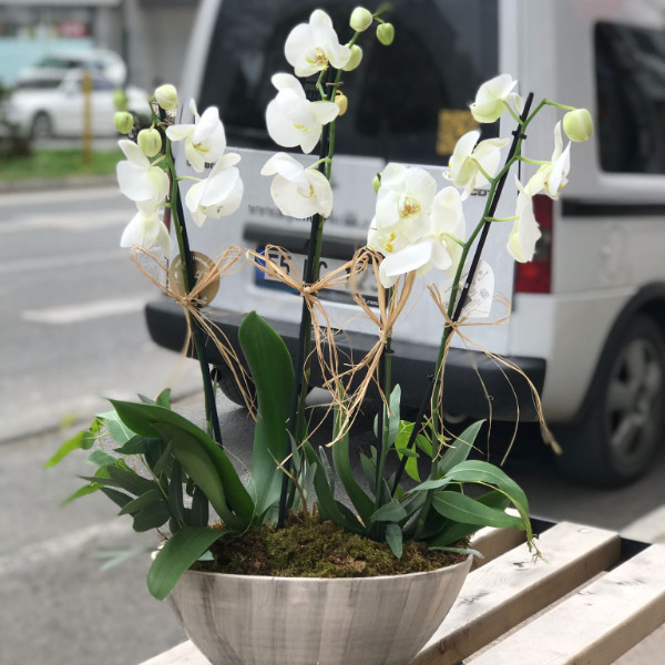 İhtişamlı 4 Dallı Beyaz Orkideler Resim 1