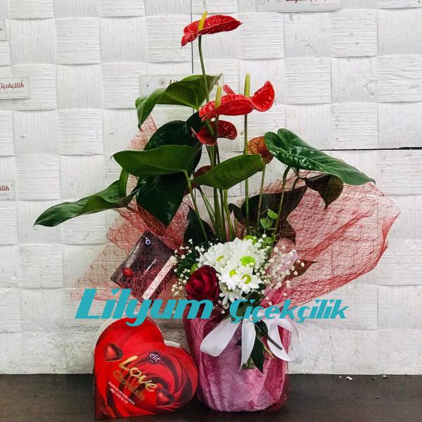 Antoryum çiçeği & Love çikolata Resim 1