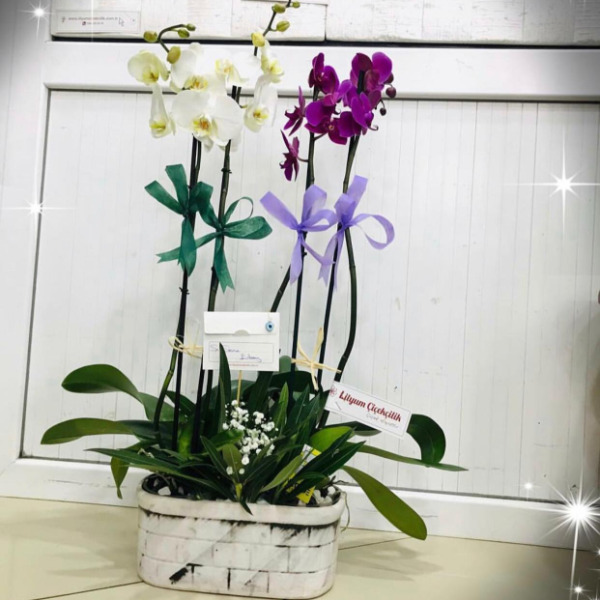Kayık Seramik'te 4 Dallı orkide Tasarımı Resim 1