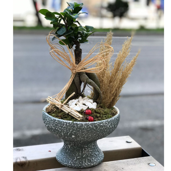 Bonsai Ağacı Tasarımı