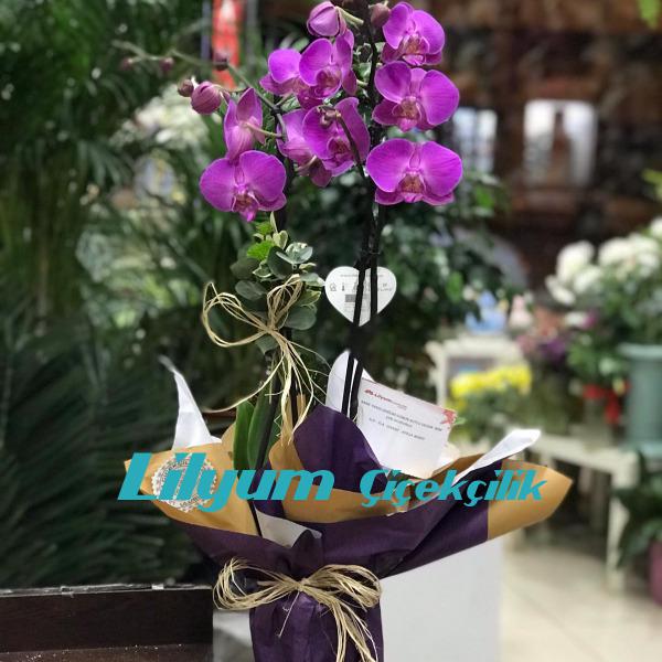 Tasarım çift Dal Mor orkide Resim 1