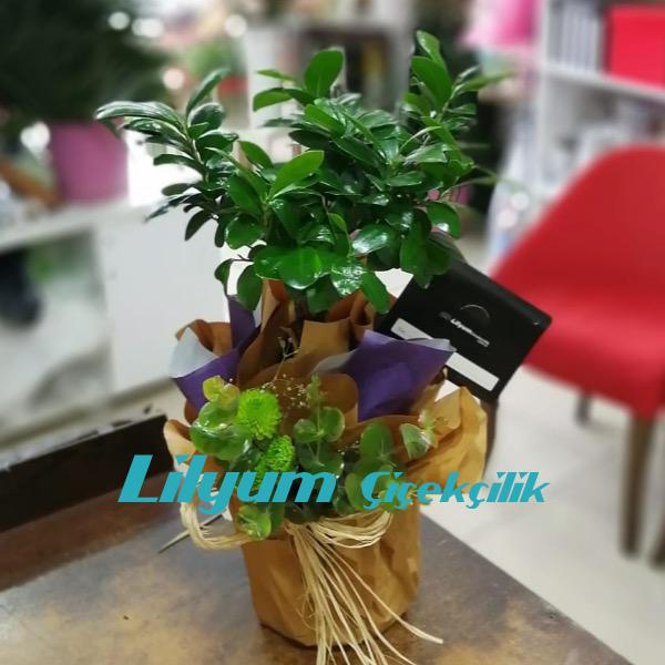 Saksıda Bonsai Ağacı