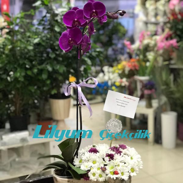 Kayık Seramik içinde Orkide ve Renkli çiçekler Resim 2